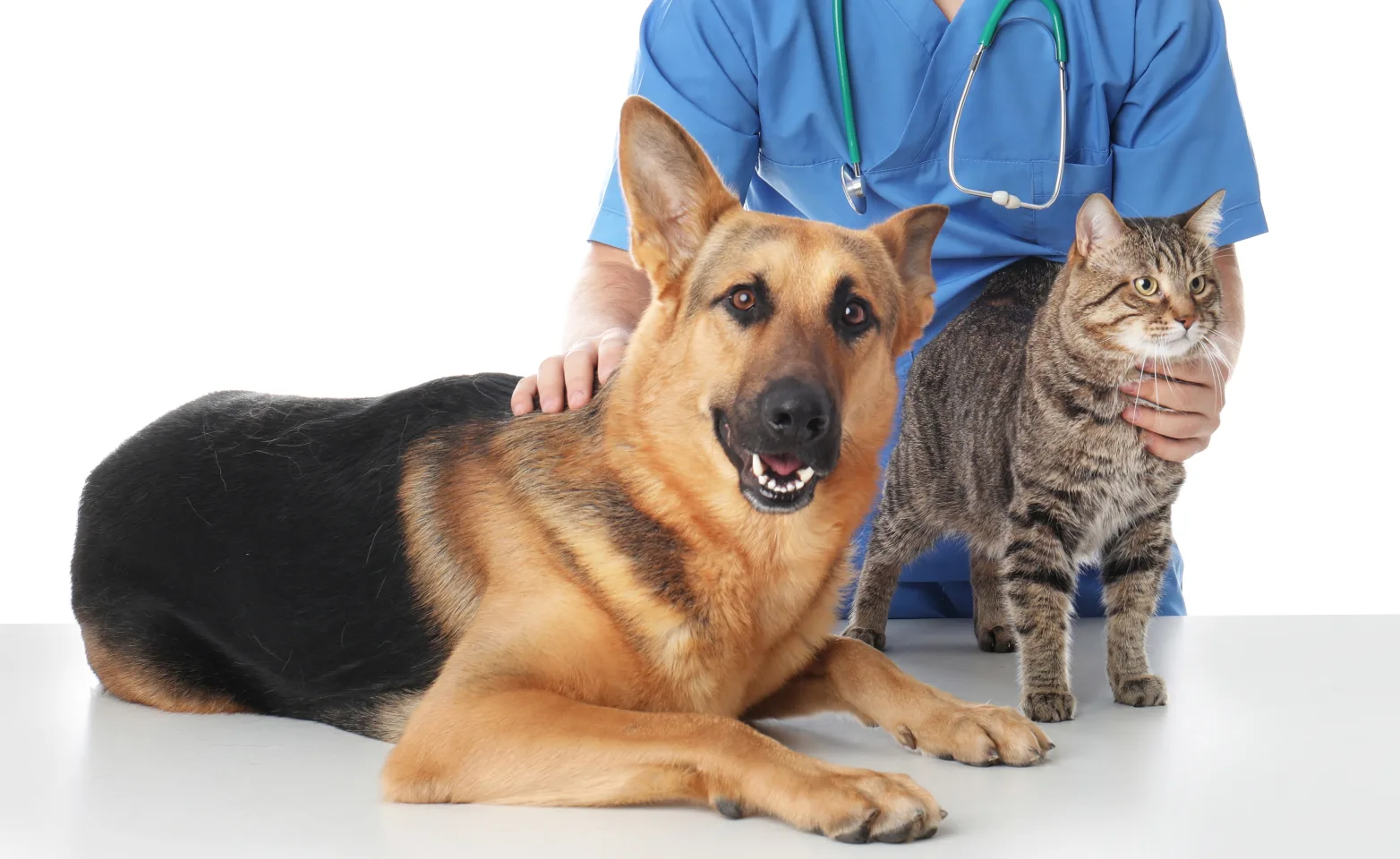 dog and cat sitting on a table with a doctor